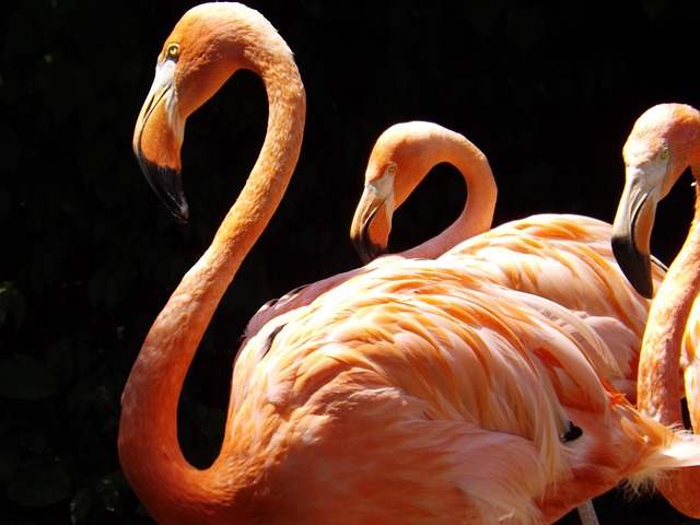 Free Flamingoes Zoo photo and picture
