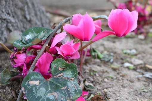 Blume, Garten, Pflanze, Flora, Blühend