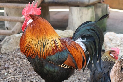 Gallo, Tier, Tiere, Bauernhof, Huhn
