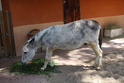 Esel, Tier, Säugetier, Tiere, Natur