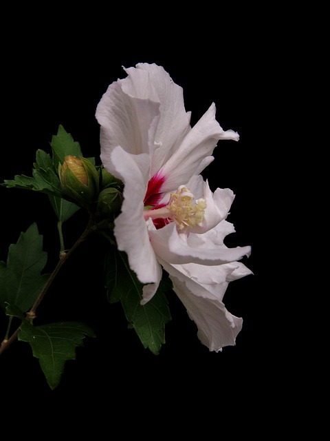 Garden Hibiscus Syriacus - Free photo on Pixabay
