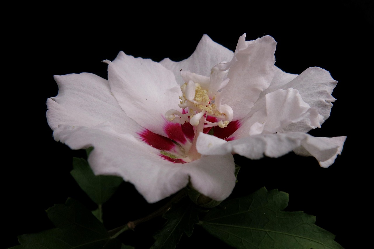 Garden Hibiscus Syriacus - Free photo on Pixabay