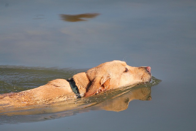 Free Animal Dog photo and picture