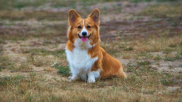 Welschcorgi, Corgi, Animal De Compagnie