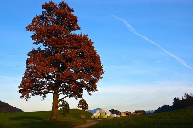 Free Fall Tree photo and picture