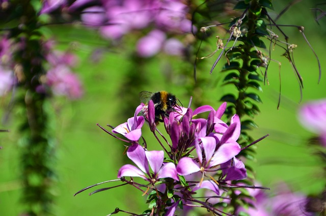 Free Bee Flower Background photo and picture