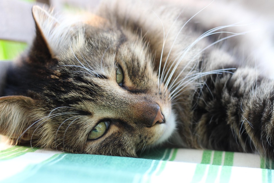 Gatto Siberiano Predator Foto Gratis Su Pixabay
