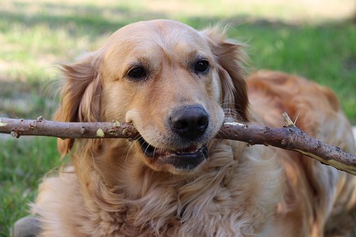Chien, Golden Retriver, Ami, Coller