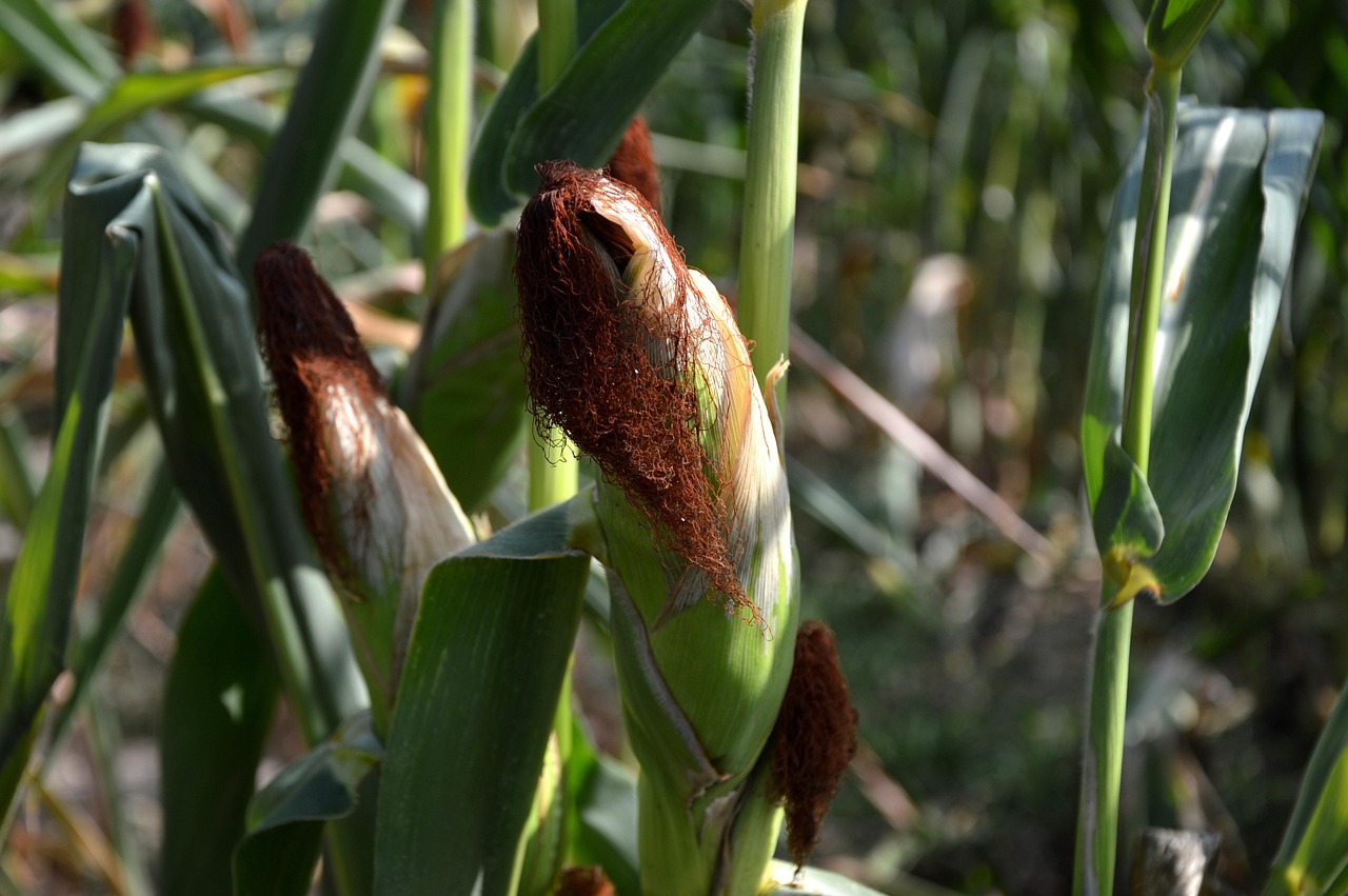 corn-3595021_1280.jpg