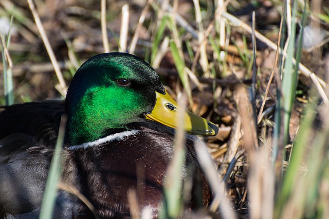 And, Natur, Drake, Gråand, Fjerdragt