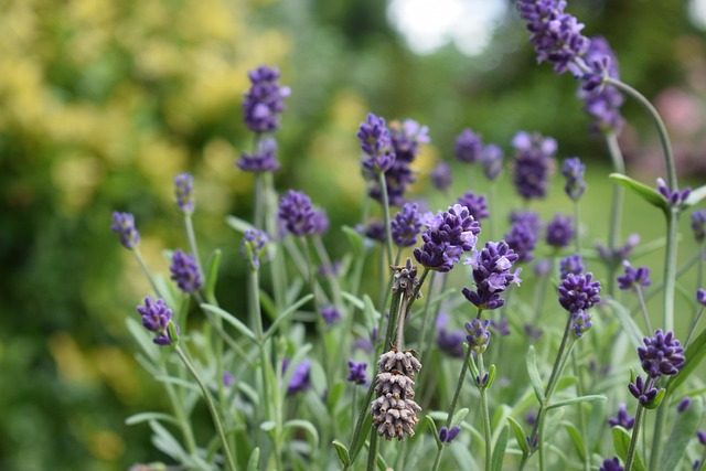 Lavendel, Blomst, Smukke Blomster, Natur