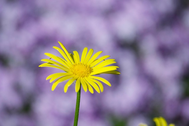 Free Flower Nature photo and picture
