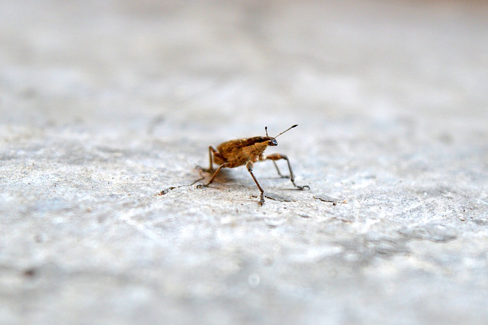 Worm Insect Nature The Free photo on Pixabay Pixabay