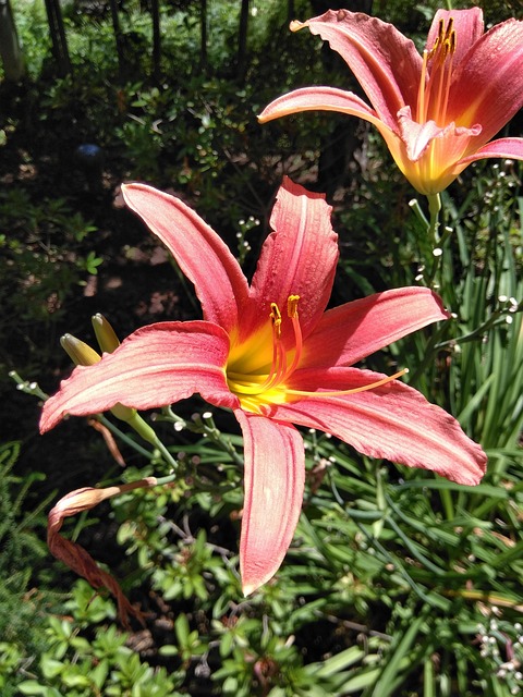 Blomst, Rosa, Natur, Bloom, Sommer, Hage