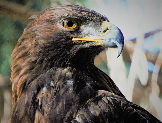 Steinadler, Vogel, Wi, Adler, Schnabel