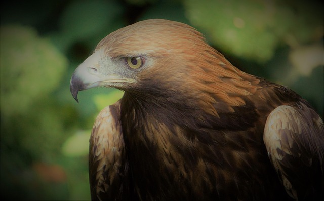 Steinadler, Vogel, Wi, Adler, Schnabel