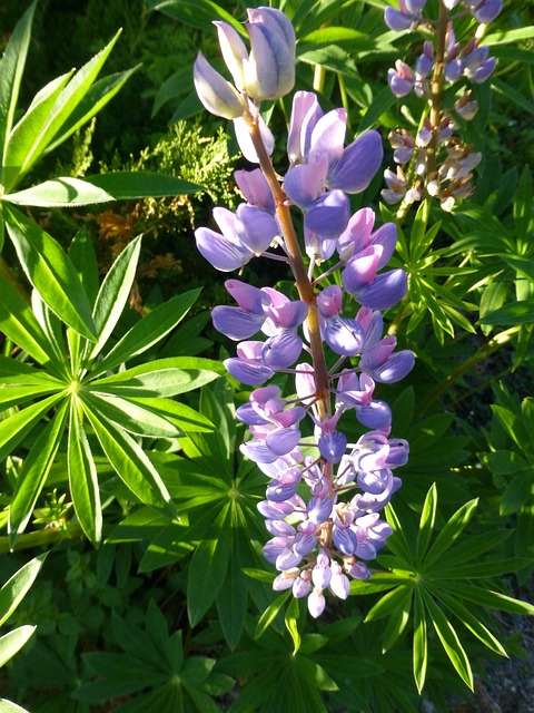 Free Lupine Maine photo and picture
