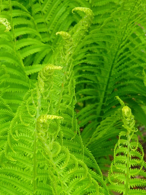Free Spring Green photo and picture