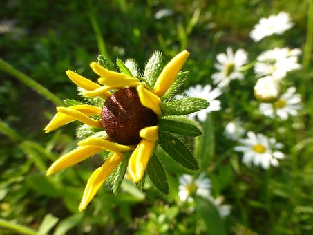 Free Flowers Black Eyed Susan photo and picture