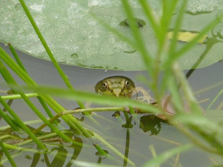 Free Wildlife Pond photo and picture