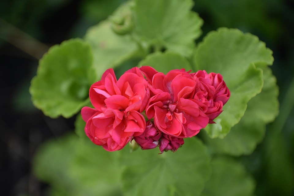 Geranium Rood Green - Gratis foto op Pixabay - Pixabay
