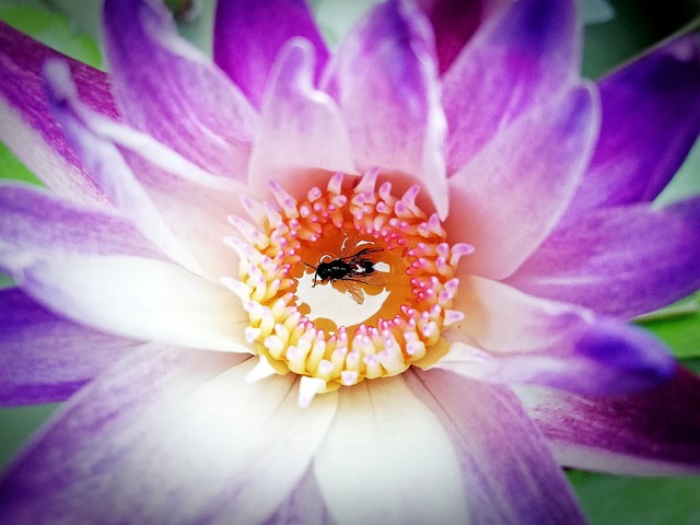 Bee, Flower, Lotus, ผึ้ง, ดอกไม้, แมลง