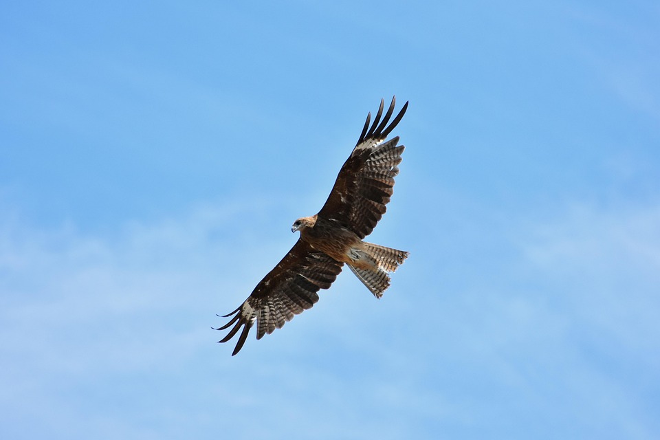 Animal Sky Bird Wild Free Photo On Pixabay