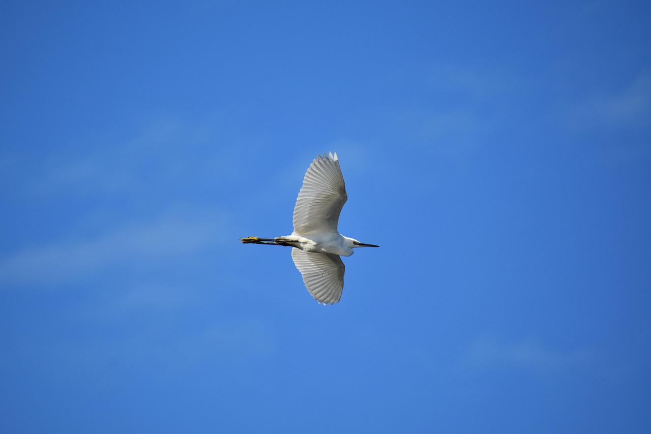 Animal Ciel Oiseau - Photo gratuite sur Pixabay - Pixabay