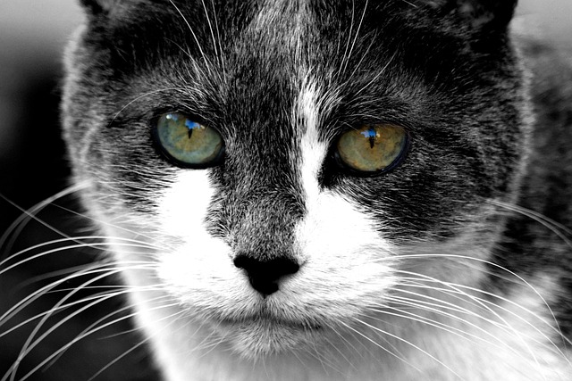 Free Cat Eyes photo and picture