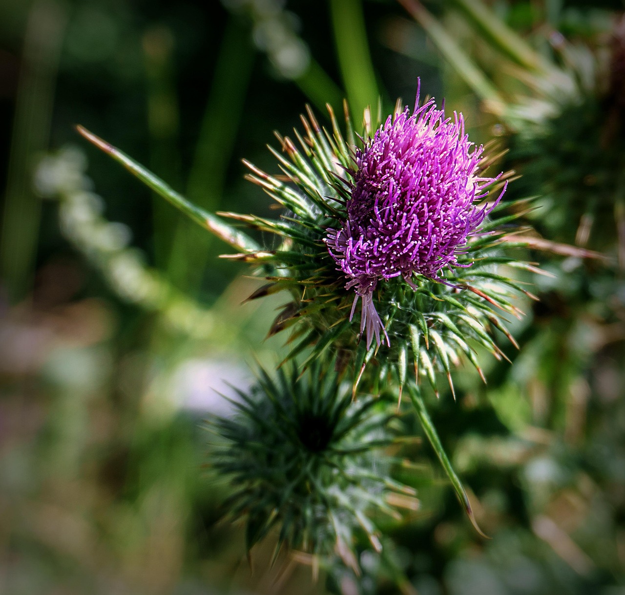 自然 植物学 蓟 - Pixabay上的免费照片 - Pixabay