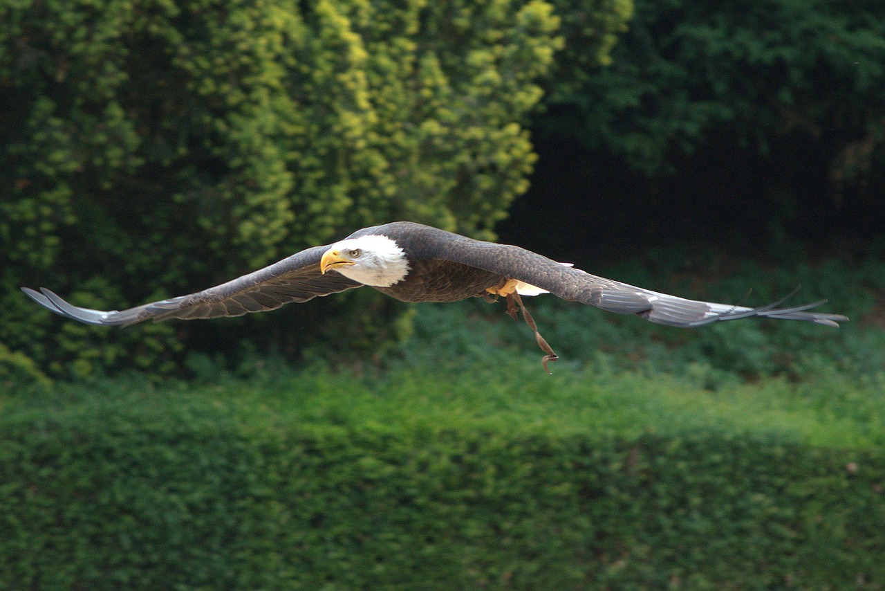 20 000 Free Eagle Wings Eagle Images Pixabay