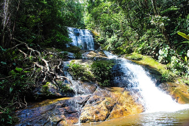 Free Water Jungle photo and picture