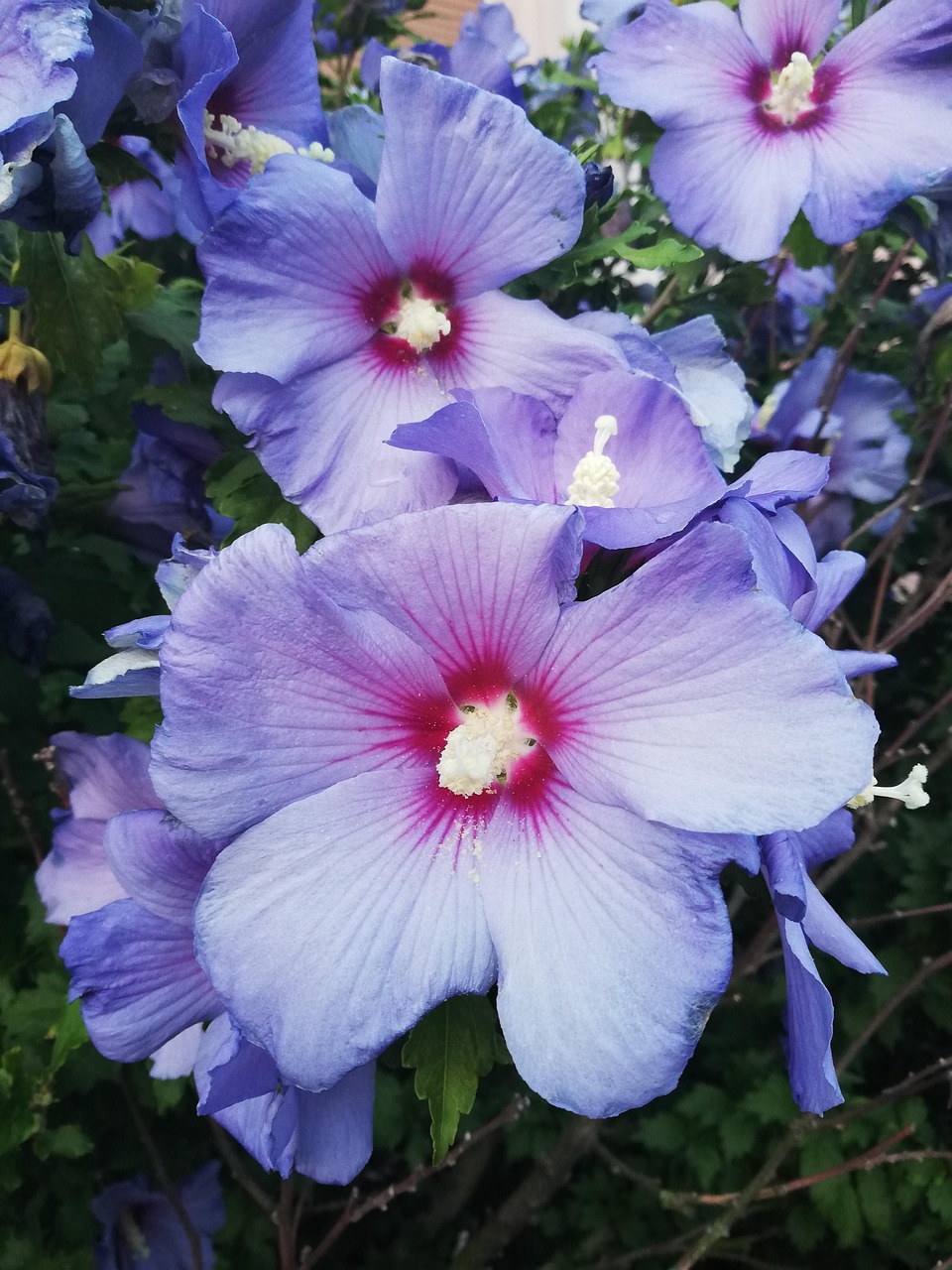 Hibiscus Blue Flower - Free photo on Pixabay - Pixabay
