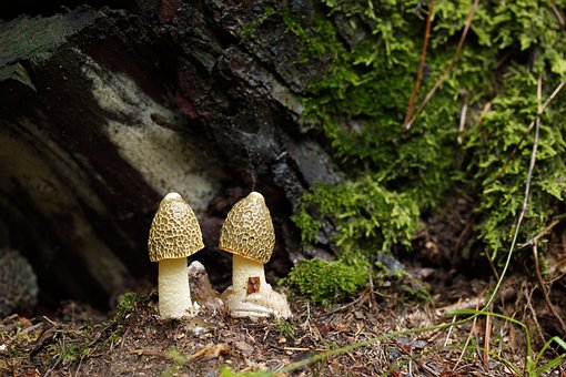 Huby, Dictyophora Indusiata