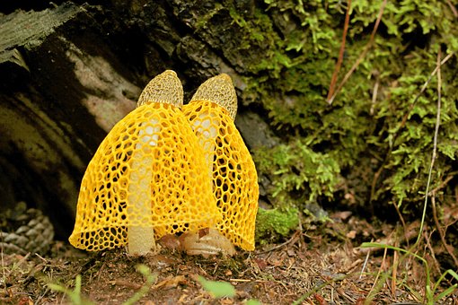Huby, Dictyophora Indusiata