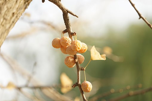 Breh, Banka Ovocie, Ginko