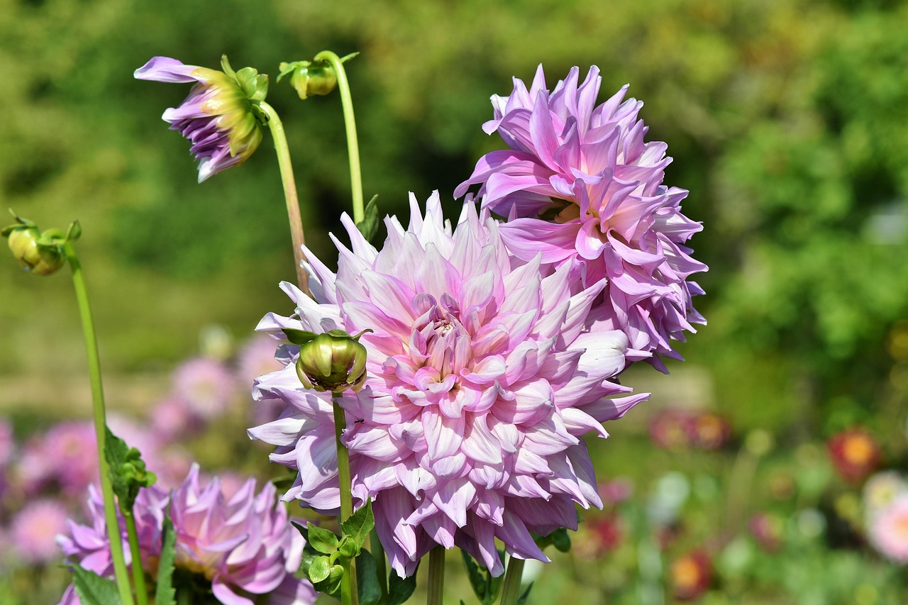 dahlia-de-cactus-fleur-photo-gratuite-sur-pixabay-pixabay