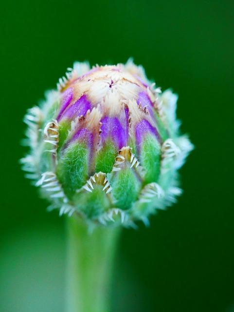 Free Flower Bud photo and picture