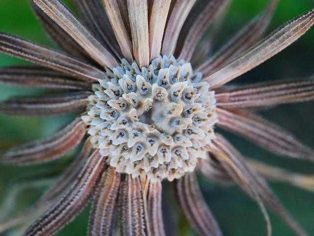 Free Dandelion Seed photo and picture