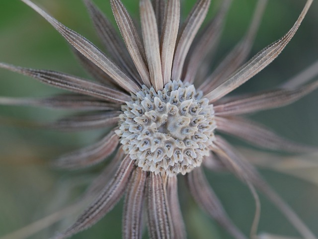 Free Dandelion Seed photo and picture