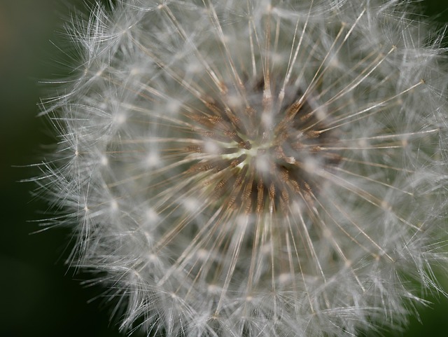 Free Dandelion Seed photo and picture
