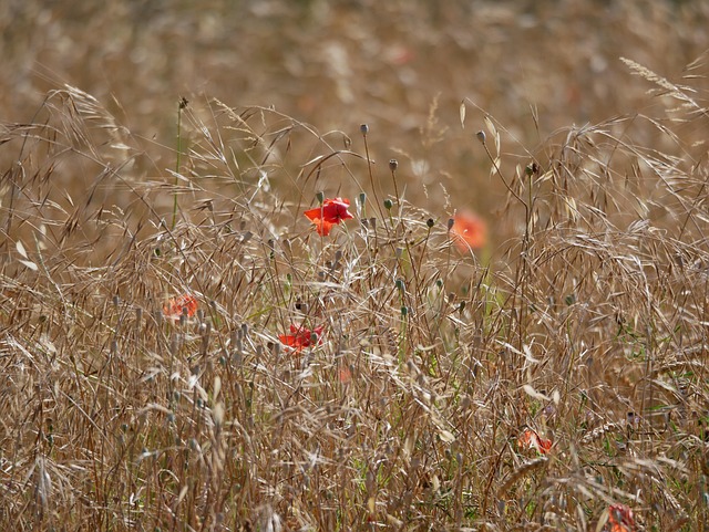 Free Wheat Poppy photo and picture