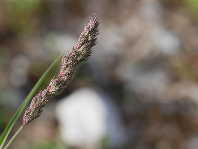 Free Ear Macro photo and picture