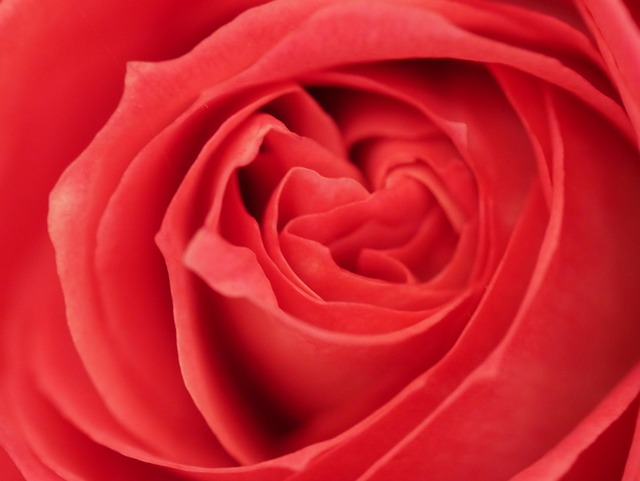Free Pink Macro photo and picture