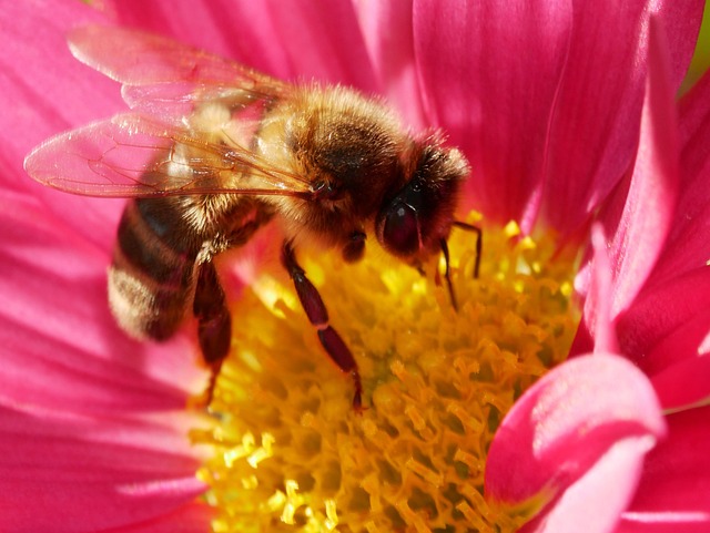 Free Bee Forage photo and picture