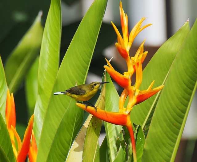 Free bird flower tropical illustration