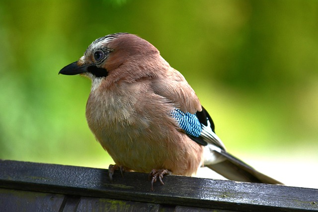 Free Nature Bird photo and picture