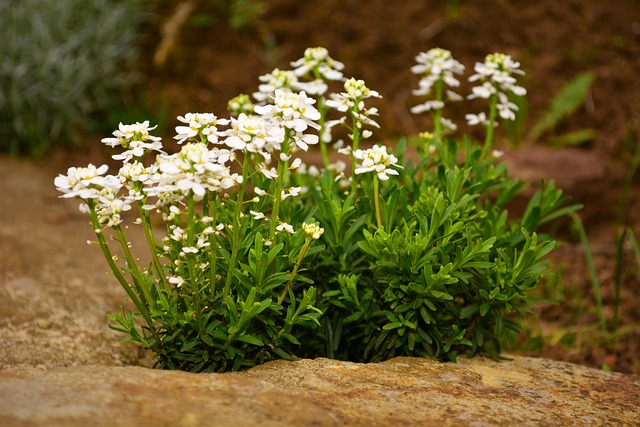 Free Flora Plants photo and picture