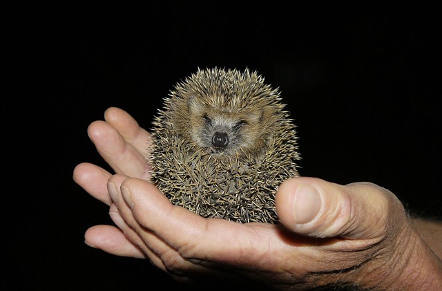 Free Mammal Hedgehog photo and picture