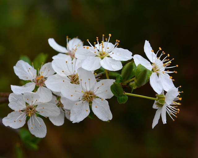 Free Flora Flower Background photo and picture